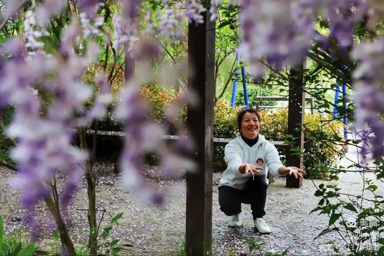 不负春光，紫藤花开