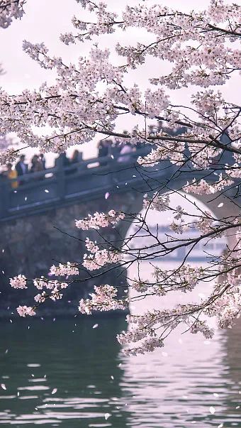 大美中国 | 不能出门看樱花？三万里中国云赏樱地图请查收