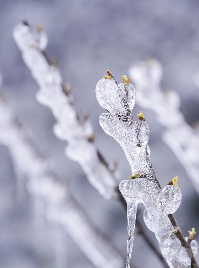 大美中国 | 不能出门看樱花？三万里中国云赏樱地图请查收