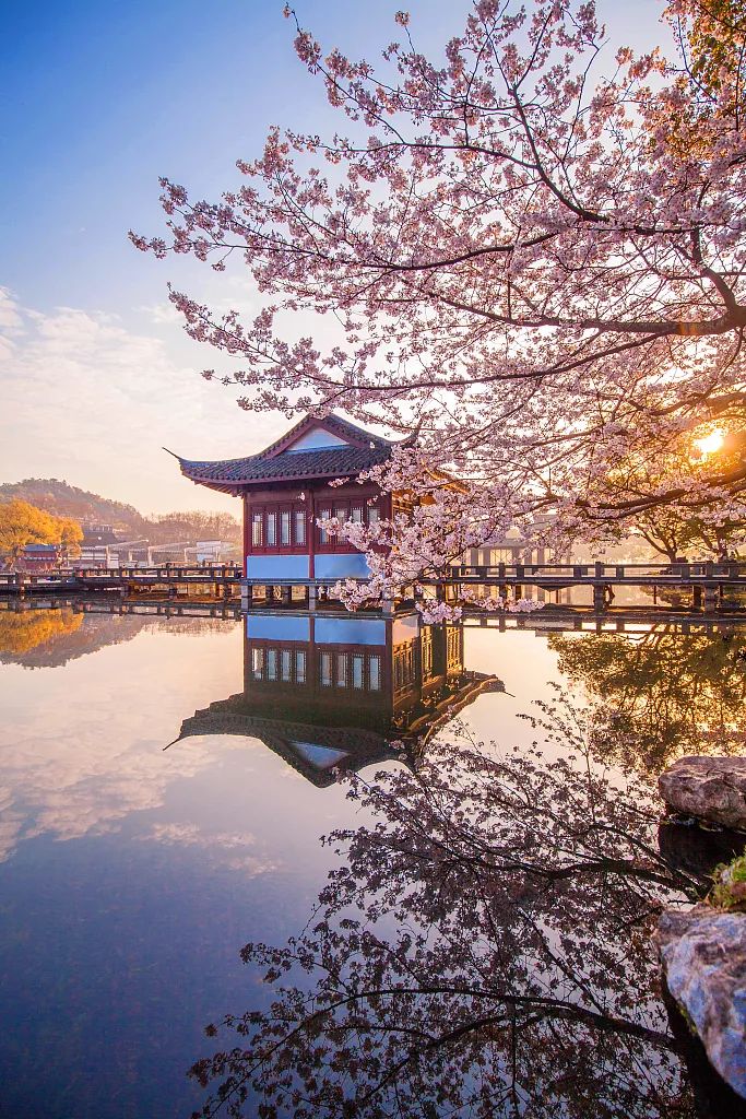 大美中国 | 不能出门看樱花？三万里中国云赏樱地图请查收