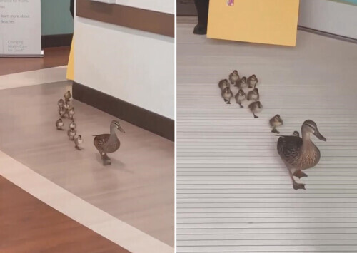 ����һֻѼ�������ⴳ�븾���Ʒ��� ��ҽ����Ա����&ldquo;��Ժ&rdquo;