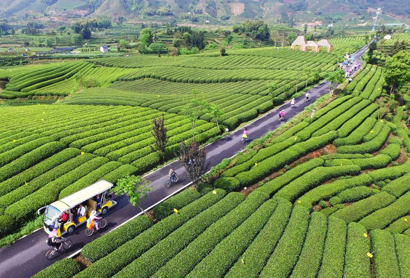 松阳茶叶生产地（绵绵茶香浙江松阳打造中国有机茶乡）