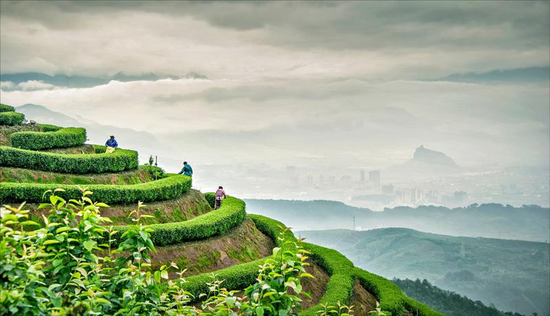 松阳茶叶生产地（绵绵茶香浙江松阳打造中国有机茶乡）