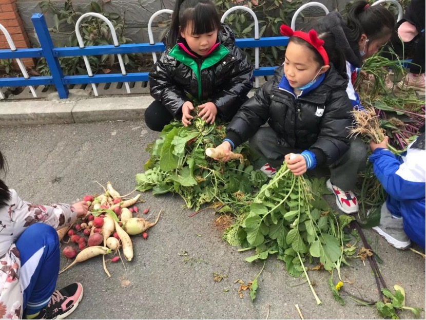 长沙县龙塘小学尹易斯：开辟校内种植园(图1)