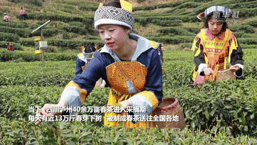 四川泸州：采摘春茶助增收