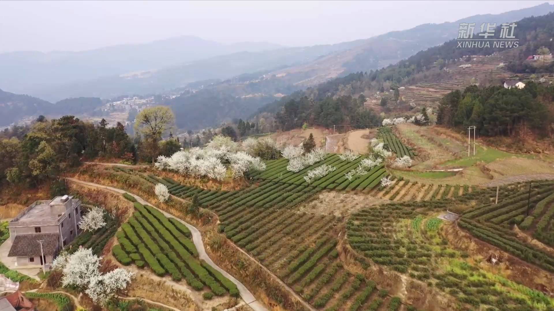 四川瀘州：采摘春茶助增收