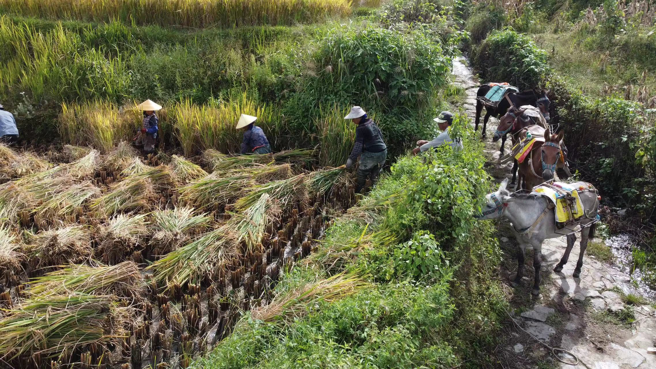 农户渴盼“微农机”全国数亿亩丘陵山地等待机械化