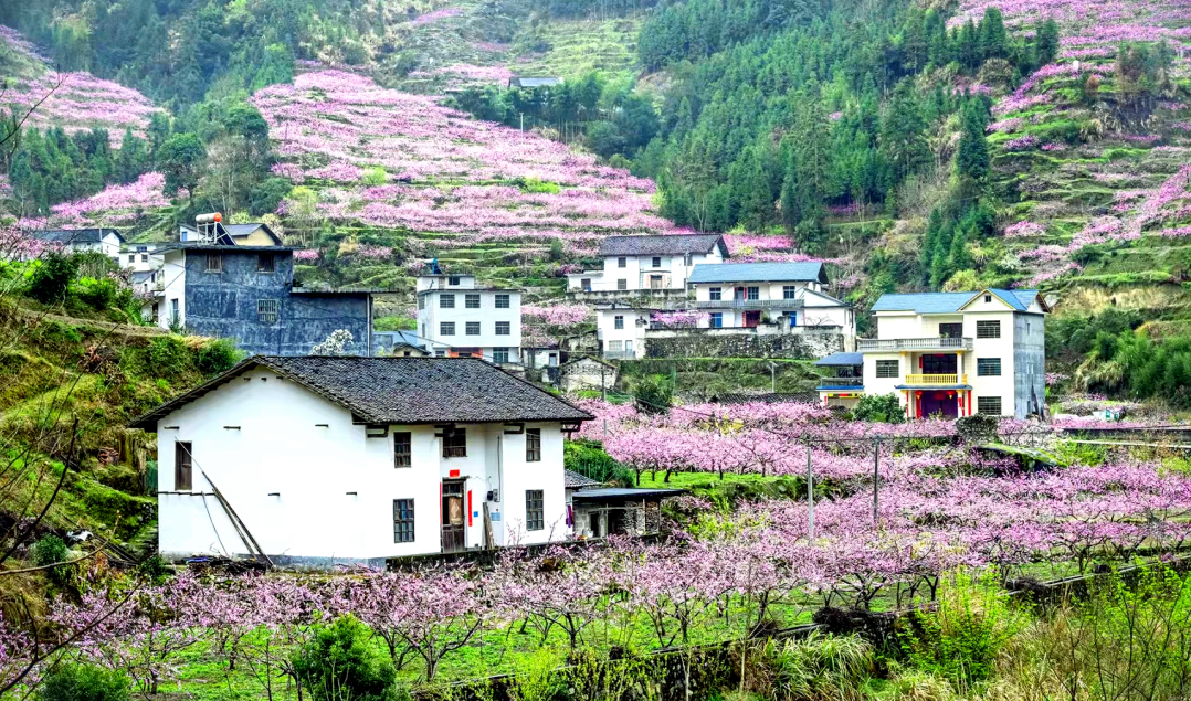湖南炎陵这个地方登上央视《新闻直播间》，惊艳全国