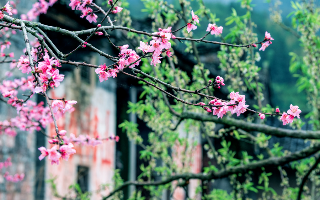 湖南炎陵这个地方登上央视《新闻直播间》，惊艳全国