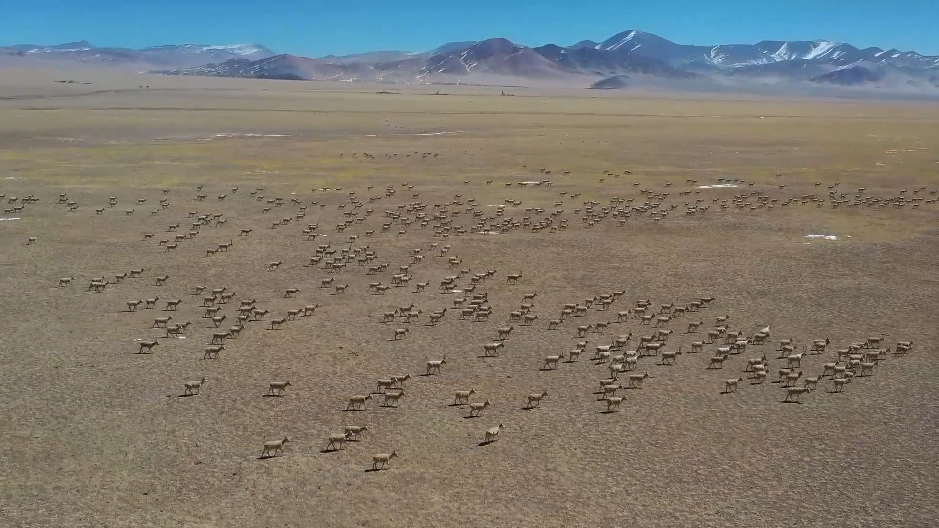 罕见！阿里近万只藏羚羊迁徙 生态保护显成效