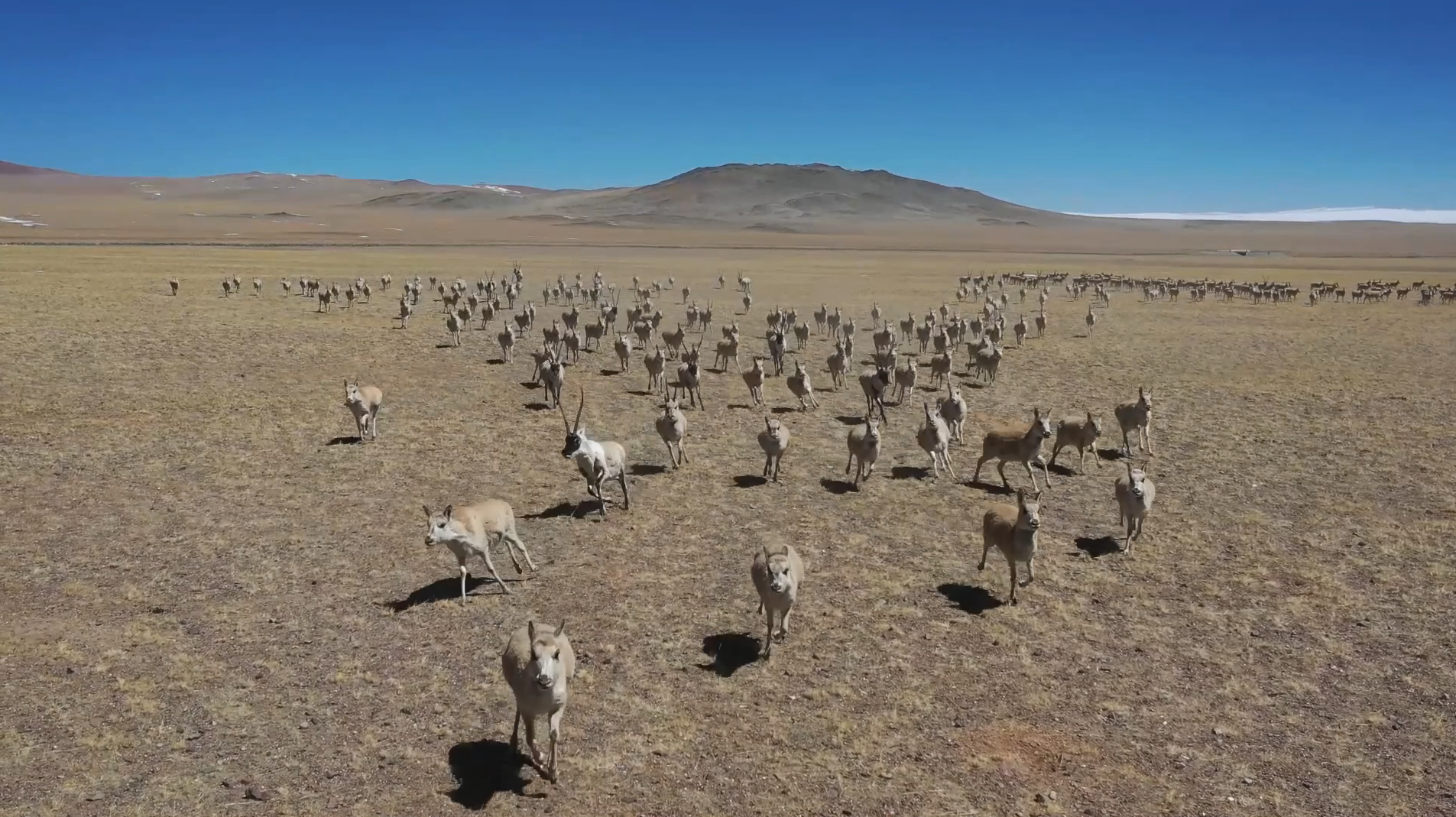 罕见！阿里近万只藏羚羊迁徙 生态保护显成效