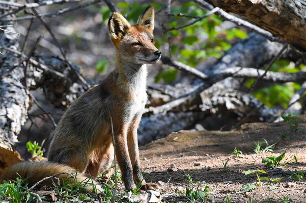 ����������������ﱻ��ȡ����ǿ�ƴ�ʩ����ʦ���������θ���