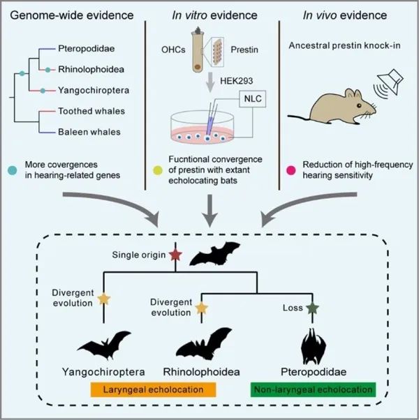 研究发现蝙蝠适应性复杂性状回声定位“一次起源”的新证据