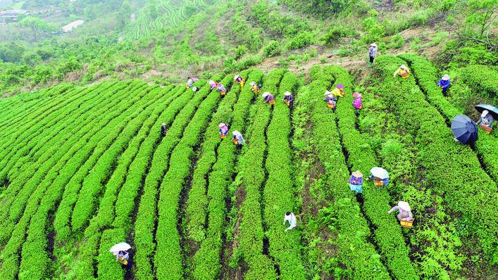 翠绿茶山上 春茶采摘忙