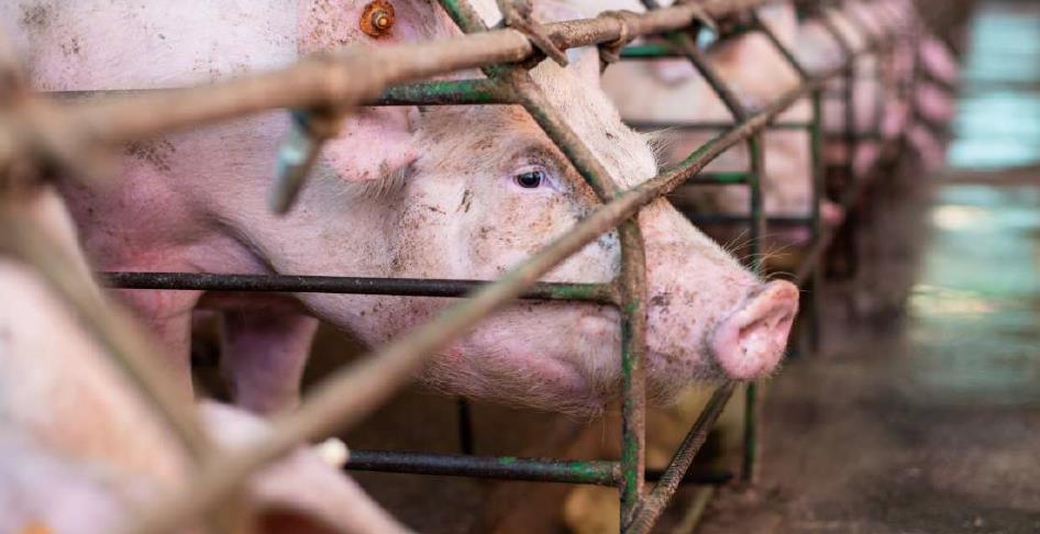报告：动物低福利工业化养殖，对人类健康构成五大威胁