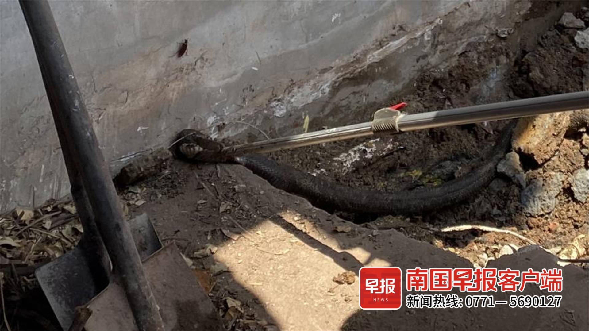 吓人！眼镜蛇钻进东兴一村民家下水道，消防员到场捕获