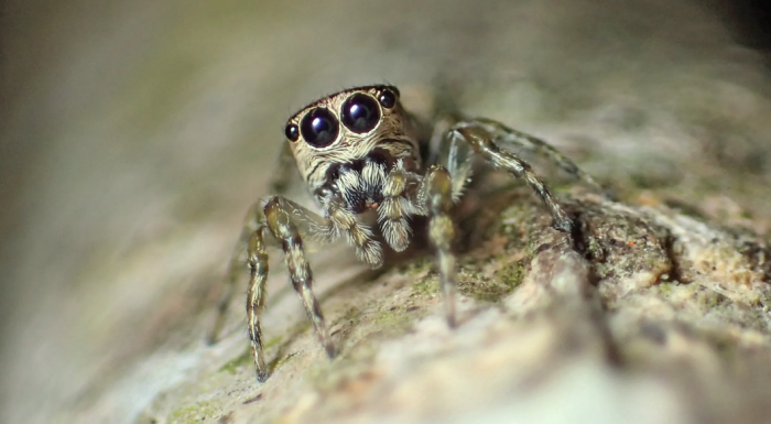 科学家称已经发现了5万个蜘蛛物种