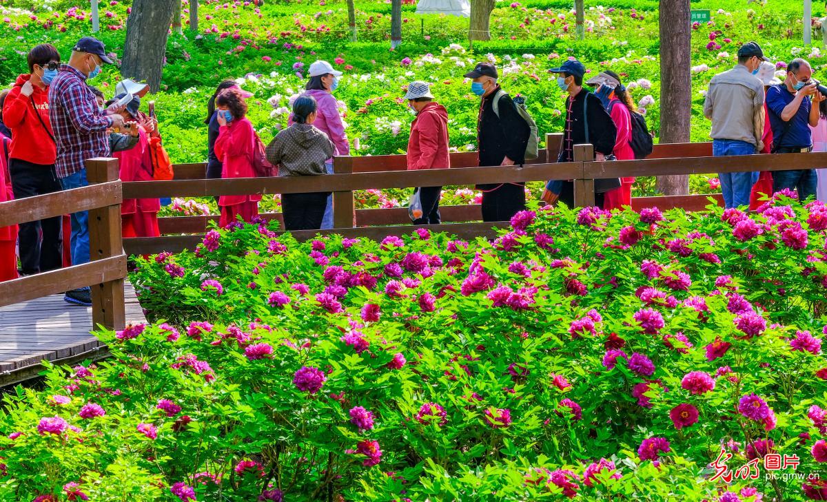 花开盛世：各地春花持续开百花齐放春意浓