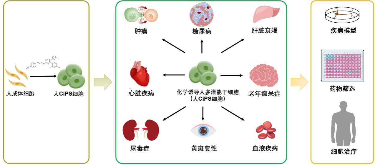 他们有自己特点且不依赖任何一人(特稿｜人类再生医学大门打开？北大邓宏魁：精细调控人类细胞命运)