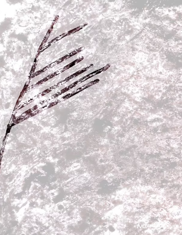 岩石微生物证据：地球出现生命的时间或比以前认为的早3亿年