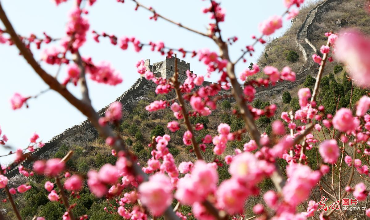 花开盛世：各地春花持续开百花齐放春意浓