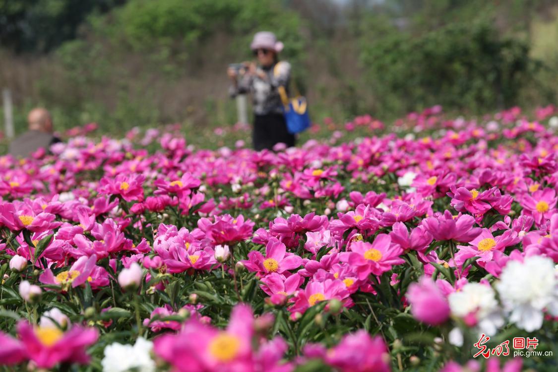 花开盛世：各地春花持续开百花齐放春意浓