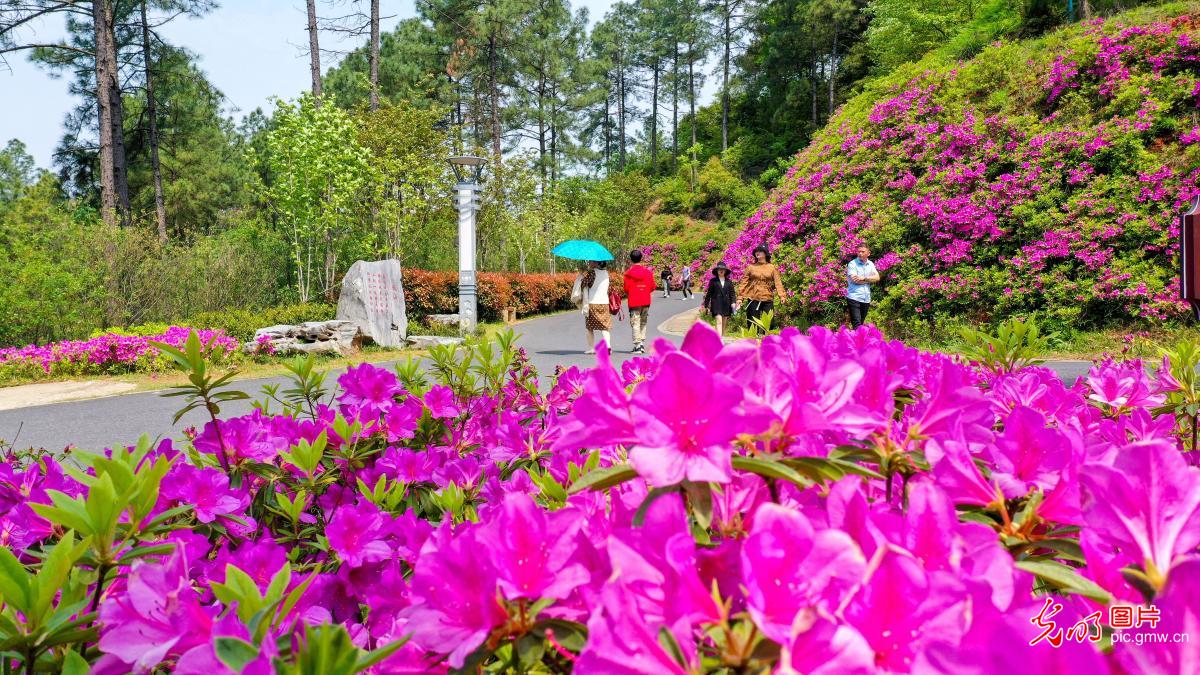 花开盛世：各地春花持续开百花齐放春意浓