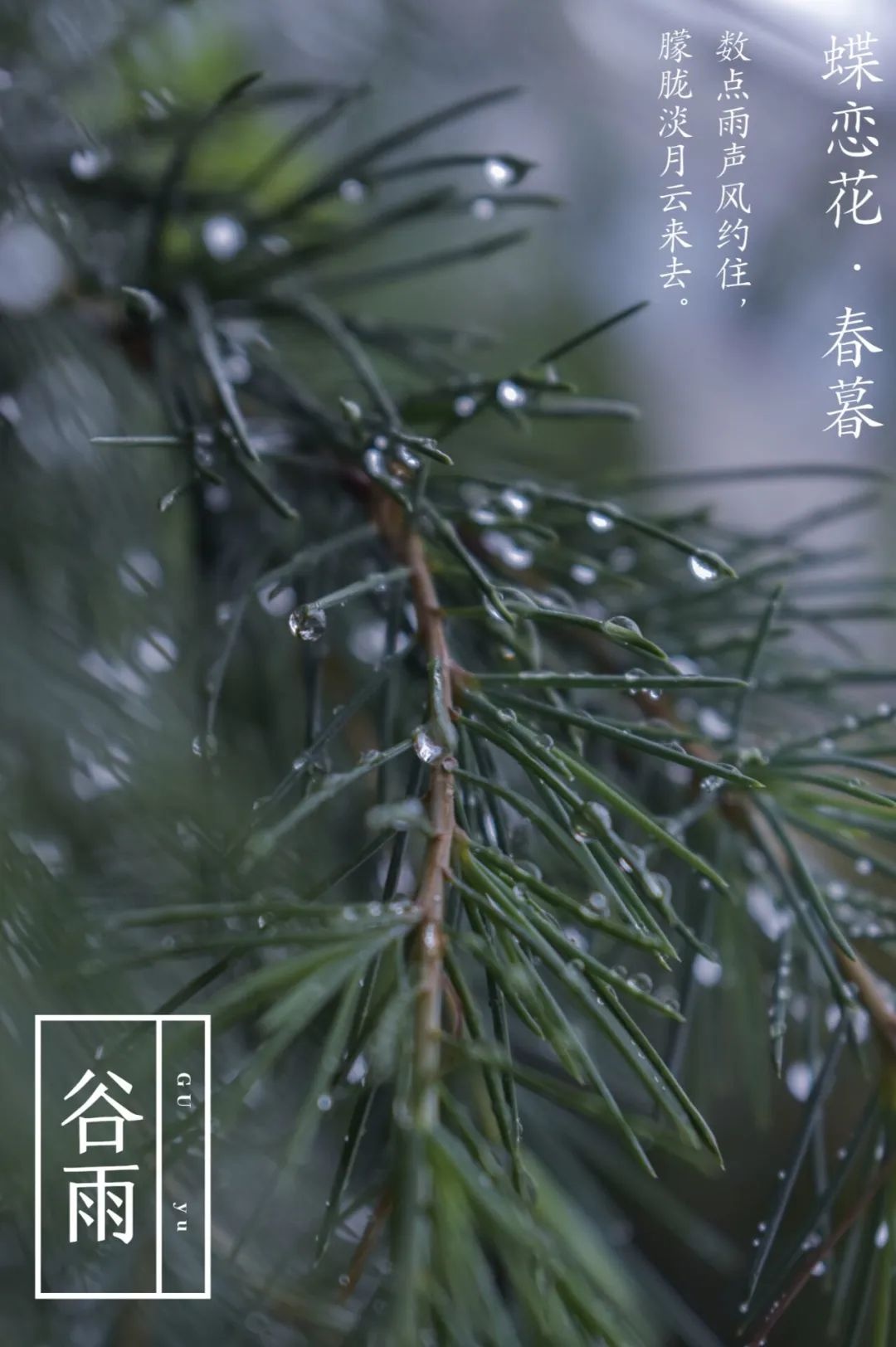 谷雨春光晓，再循科大春迹时