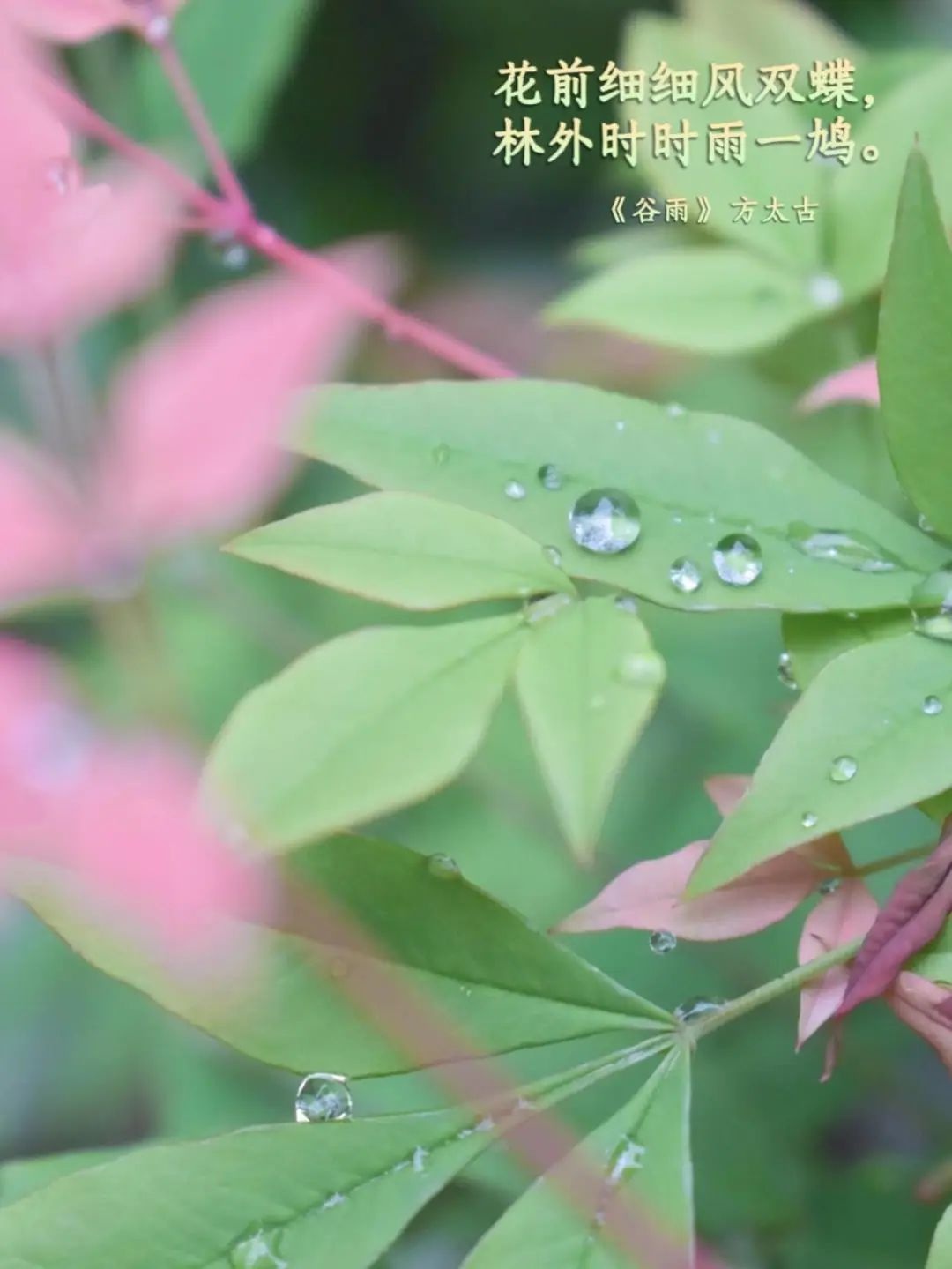 谷雨春光晓，再循科大春迹时