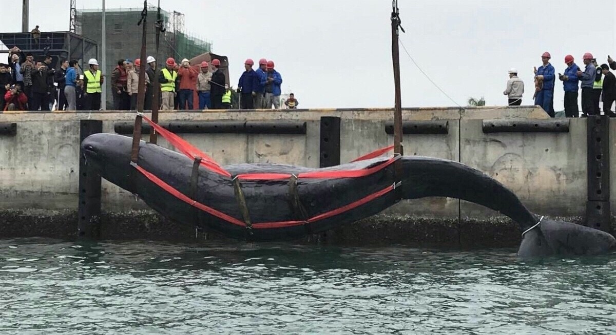 巨型抹香鲸搁浅21小时后被成功救回大海，专家：全球罕见