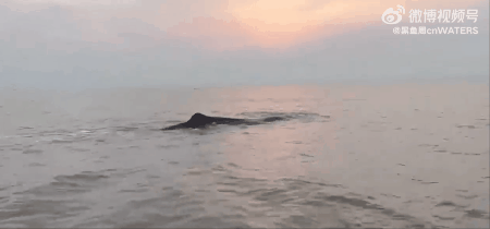 巨型抹香鲸搁浅21小时后被成功救回大海，专家：全球罕见