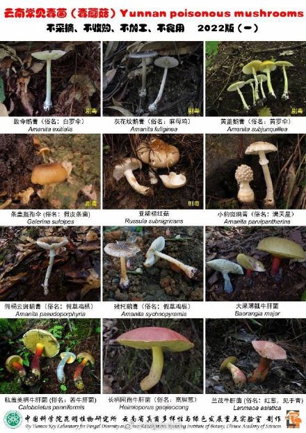 注意！这24种云南常见毒蘑菇不采不买不吃