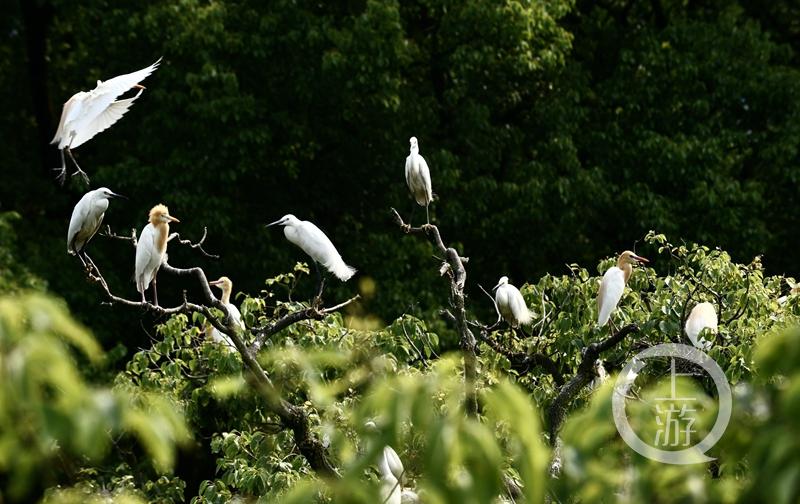 江津白沙鎮(zhèn)聚奎中學(xué)的“編外學(xué)生”又增多了(圖1) 江津白沙鎮(zhèn)聚奎中學(xué)的“編外學(xué)生”又增多了(圖1)