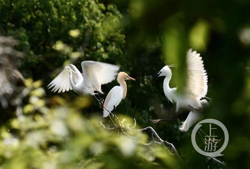 江津白沙鎮(zhèn)聚奎中學(xué)的“編外學(xué)生”又增多了(圖3) 江津白沙鎮(zhèn)聚奎中學(xué)的“編外學(xué)生”又增多了(圖3)
