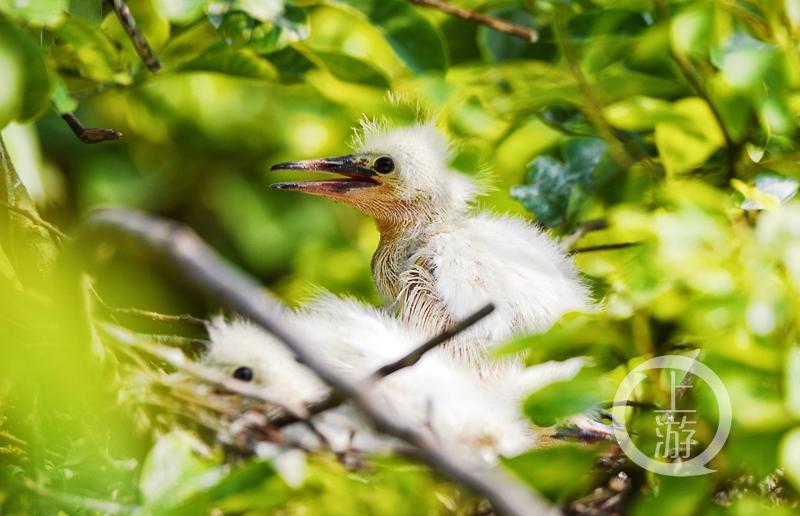 江津白沙鎮(zhèn)聚奎中學(xué)的“編外學(xué)生”又增多了(圖4) 江津白沙鎮(zhèn)聚奎中學(xué)的“編外學(xué)生”又增多了(圖4)