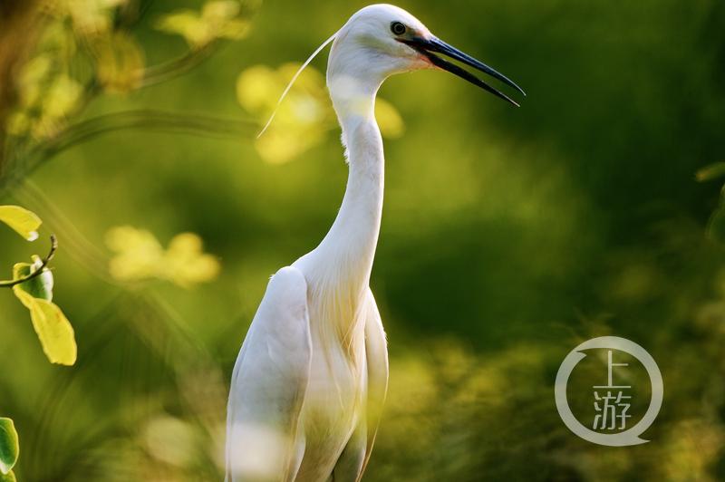 江津白沙鎮(zhèn)聚奎中學(xué)的“編外學(xué)生”又增多了(圖5) 江津白沙鎮(zhèn)聚奎中學(xué)的“編外學(xué)生”又增多了(圖5)