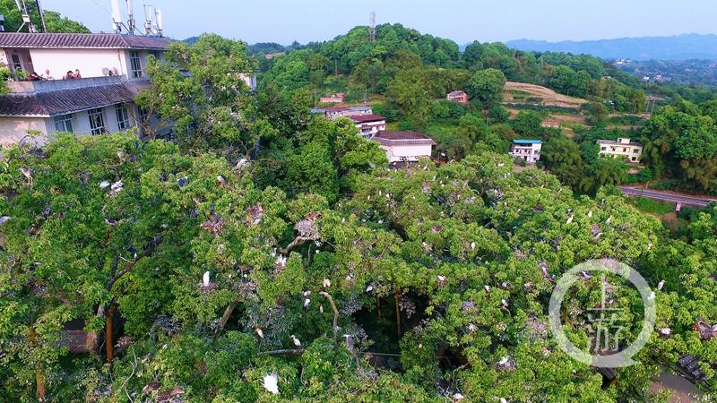江津白沙鎮(zhèn)聚奎中學(xué)的“編外學(xué)生”又增多了(圖6) 江津白沙鎮(zhèn)聚奎中學(xué)的“編外學(xué)生”又增多了(圖6)