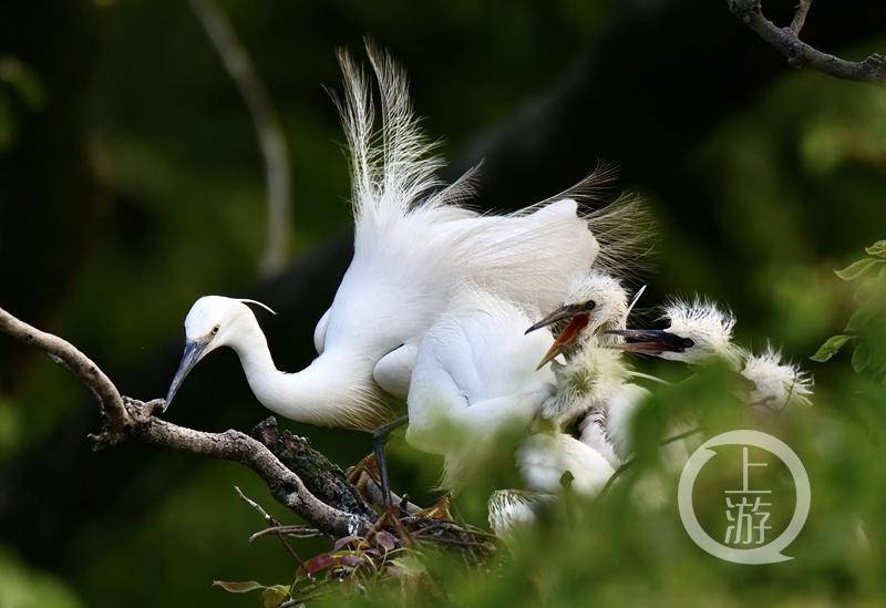 江津白沙鎮(zhèn)聚奎中學(xué)的“編外學(xué)生”又增多了(圖7) 江津白沙鎮(zhèn)聚奎中學(xué)的“編外學(xué)生”又增多了(圖7)