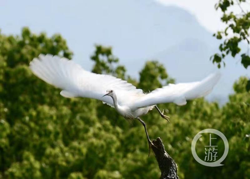 江津白沙鎮(zhèn)聚奎中學(xué)的“編外學(xué)生”又增多了(圖9) 江津白沙鎮(zhèn)聚奎中學(xué)的“編外學(xué)生”又增多了(圖9)