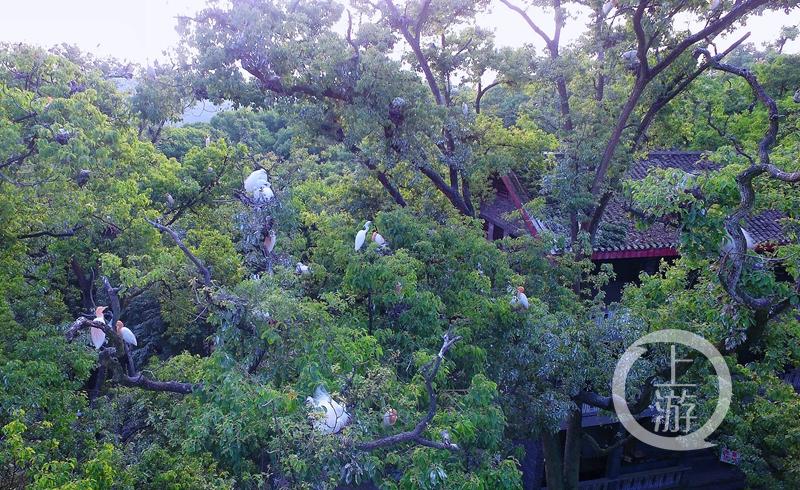 江津白沙鎮(zhèn)聚奎中學(xué)的“編外學(xué)生”又增多了(圖10) 江津白沙鎮(zhèn)聚奎中學(xué)的“編外學(xué)生”又增多了(圖10)