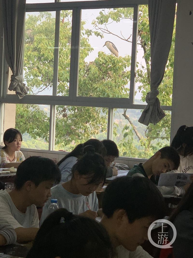 江津白沙鎮(zhèn)聚奎中學(xué)的“編外學(xué)生”又增多了(圖11) 江津白沙鎮(zhèn)聚奎中學(xué)的“編外學(xué)生”又增多了(圖11)