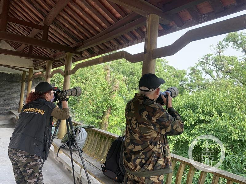 江津白沙鎮(zhèn)聚奎中學(xué)的“編外學(xué)生”又增多了(圖12) 江津白沙鎮(zhèn)聚奎中學(xué)的“編外學(xué)生”又增多了(圖12)