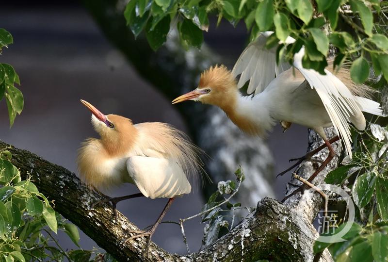 江津白沙鎮(zhèn)聚奎中學(xué)的“編外學(xué)生”又增多了(圖13) 江津白沙鎮(zhèn)聚奎中學(xué)的“編外學(xué)生”又增多了(圖13)