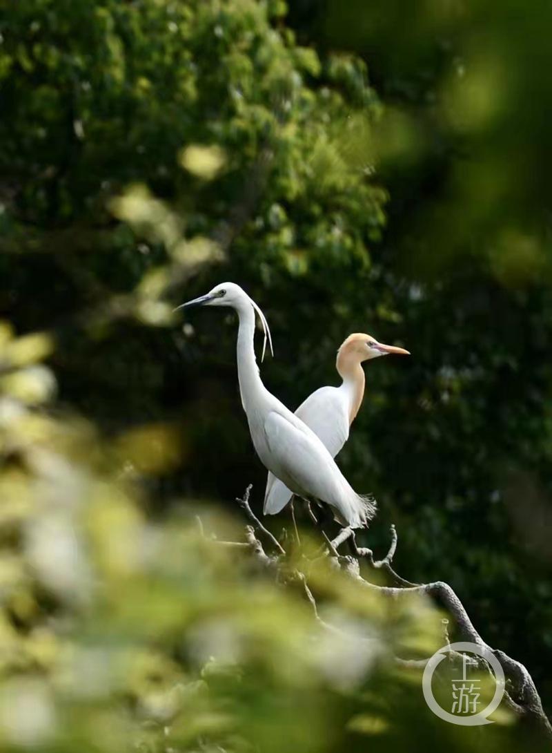 江津白沙鎮(zhèn)聚奎中學(xué)的“編外學(xué)生”又增多了(圖14) 江津白沙鎮(zhèn)聚奎中學(xué)的“編外學(xué)生”又增多了(圖14)