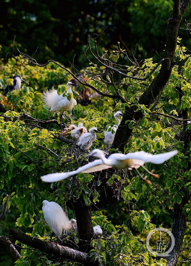 江津白沙鎮(zhèn)聚奎中學(xué)的“編外學(xué)生”又增多了(圖15) 江津白沙鎮(zhèn)聚奎中學(xué)的“編外學(xué)生”又增多了(圖15)