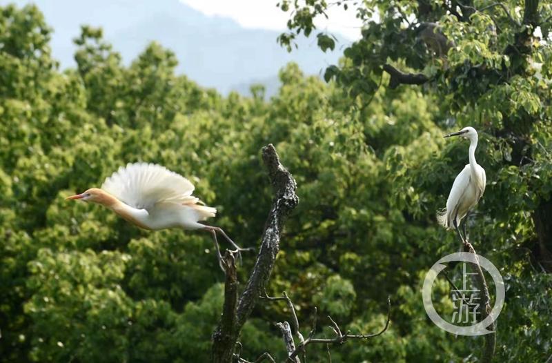 江津白沙鎮(zhèn)聚奎中學(xué)的“編外學(xué)生”又增多了(圖16) 江津白沙鎮(zhèn)聚奎中學(xué)的“編外學(xué)生”又增多了(圖16)