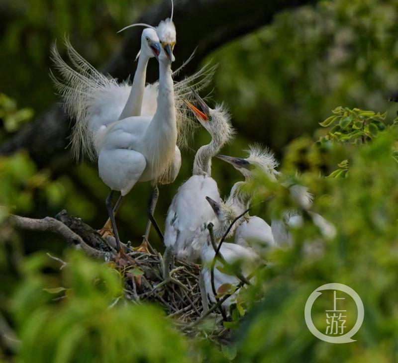 江津白沙鎮(zhèn)聚奎中學(xué)的“編外學(xué)生”又增多了(圖17) 江津白沙鎮(zhèn)聚奎中學(xué)的“編外學(xué)生”又增多了(圖17)