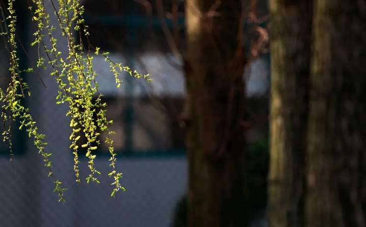 浙江省春暉中學的校園春天“打包”寄給你(圖2) 浙江省春暉中學的校園春天“打包”寄給你(圖2)