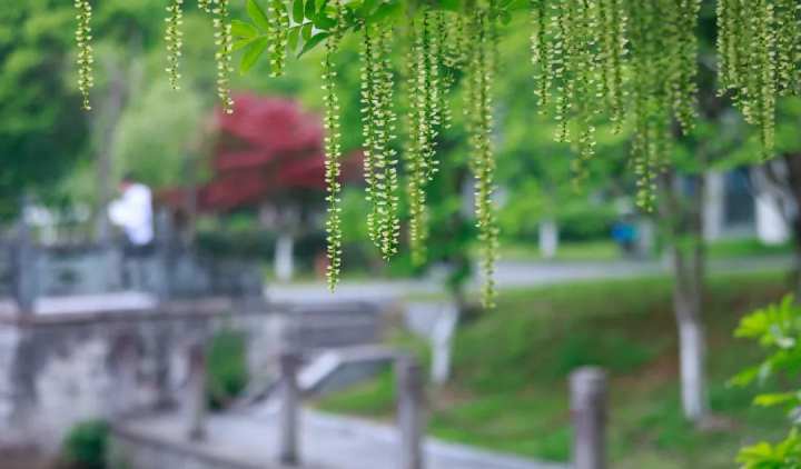 浙江省春暉中學的校園春天“打包”寄給你(圖4) 浙江省春暉中學的校園春天“打包”寄給你(圖4)