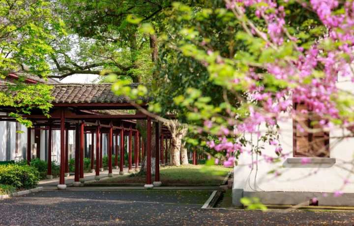 浙江省春暉中學的校園春天“打包”寄給你(圖6) 浙江省春暉中學的校園春天“打包”寄給你(圖6)